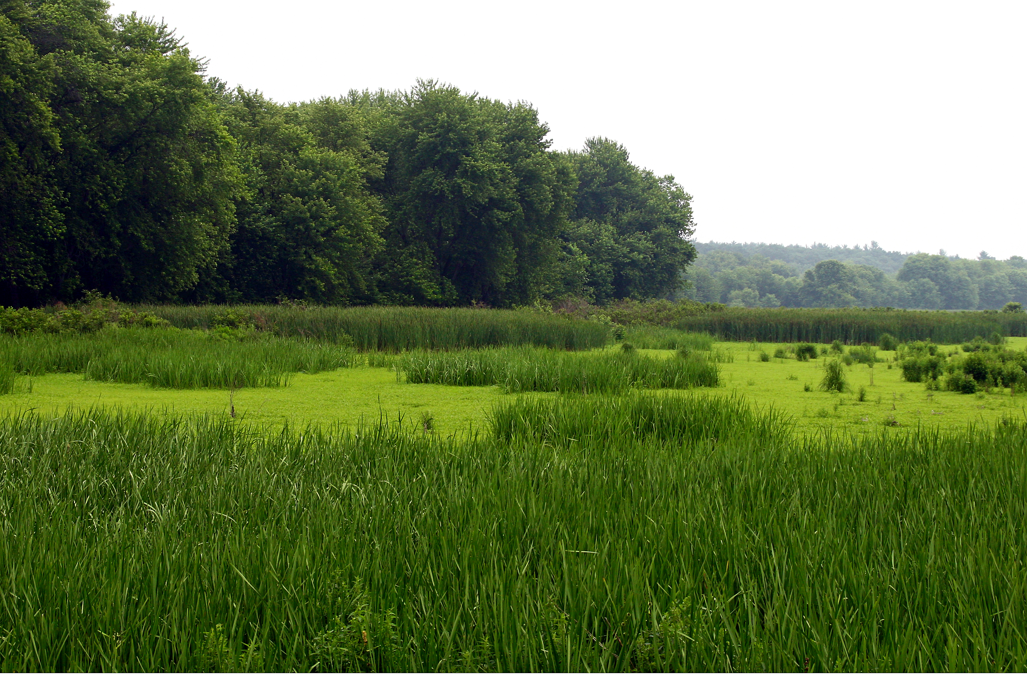 Great_Meadows_National_Wildlife_Refuge_2008-06-28