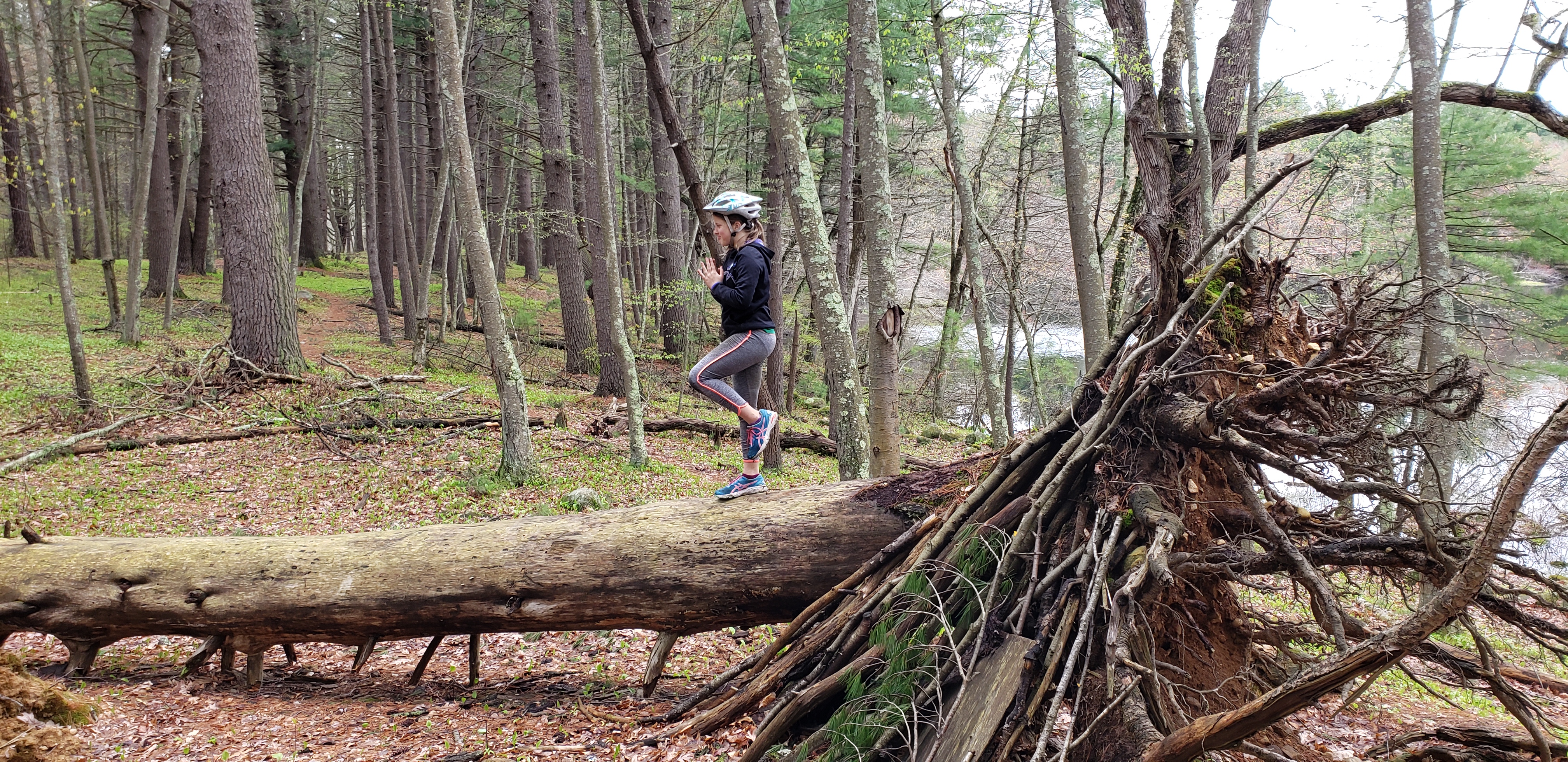 Concord - Estabrook tree balancing